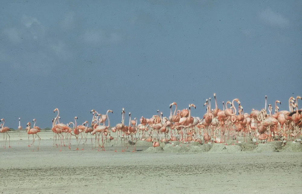 Groep flamingo's wadend in de roze zoutwaterpannen van Pekelmeer op Bonaire, met zoutpiramides op de achtergrond