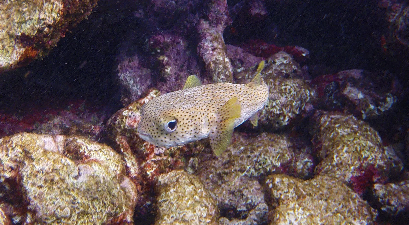 Snorkelaar boven kleurrijk koraalrif in het Bonaire Marine Park met tropische vissen