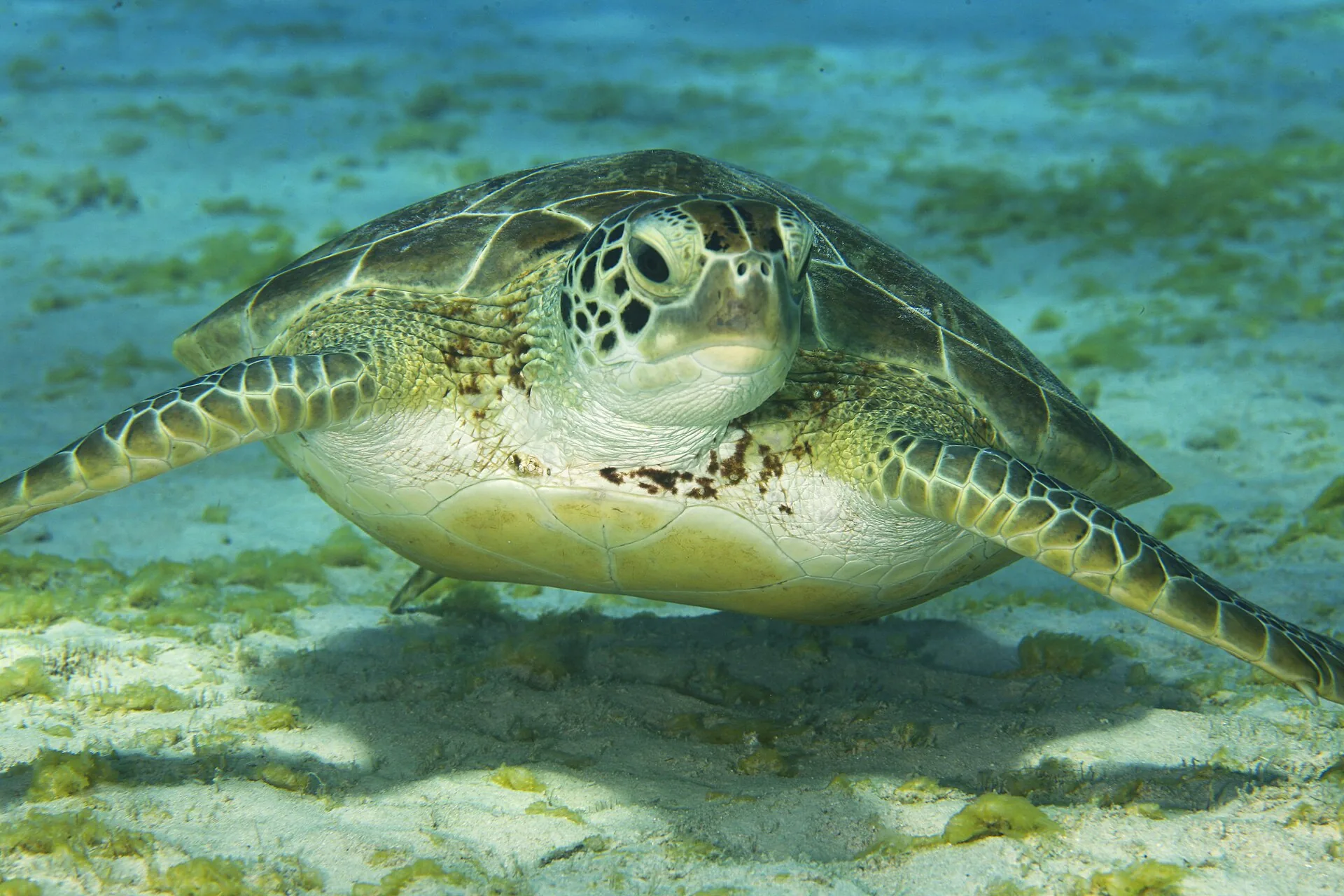 Groene zeeschildpad zwemmend vlak boven koraalrif in helder Caribisch water