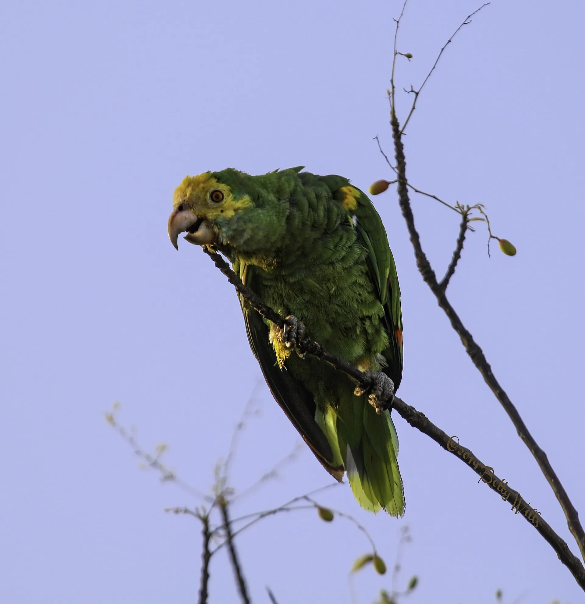 Amazona-papegaai (lora) op Curaçao zittend in een boom, groen verenpak met rode vlekken op de vleugels