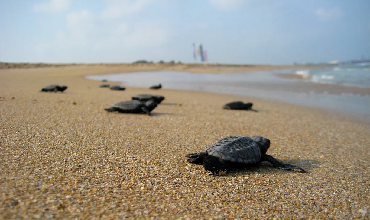 Jonge zeeschildpadden kruipen richting zee op een Caribisch strand na het uitkomen van eieren